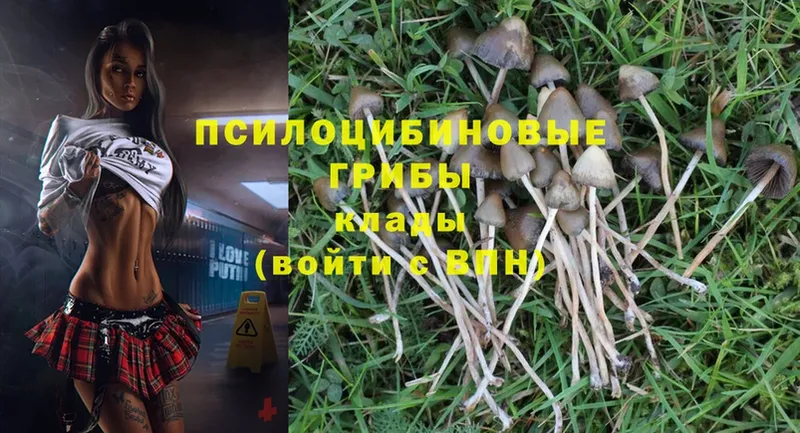 где найти   Власиха  Псилоцибиновые грибы MAGIC MUSHROOMS 